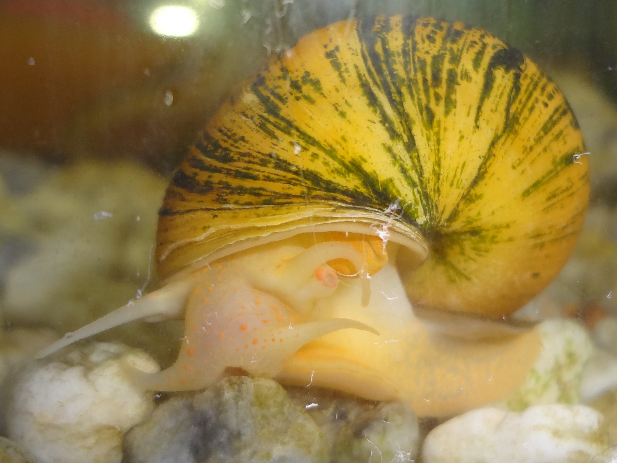 Mystery Snail (Pomacea bridgesii)