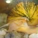 Golden Mystery Snail - Photo (c) Alfredo Eloisa, some rights reserved (CC BY-NC-SA), uploaded by Alfredo Eloisa