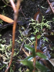 Eupsophus emiliopugini