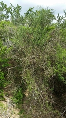 Koeberlinia spinosa