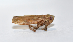 Paraphlepsius continuus