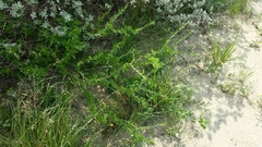 Citharexylum brachyanthum