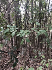 Elaeocarpus obovatus