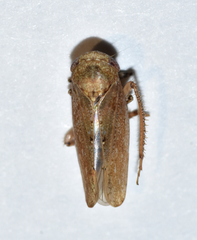 Paraphlepsius continuus