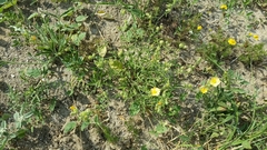 Sphaeralcea pedatifida
