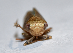 Paraphlepsius continuus