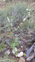 Florestina tripteris