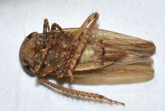 Paraphlepsius continuus