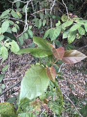 Commersonia bartramia