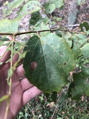 Commersonia bartramia