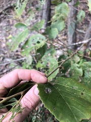 Commersonia bartramia