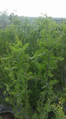 Condalia spathulata