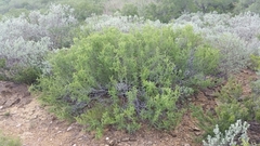 Condalia spathulata