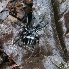 Sphodros niger