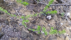 Citharexylum brachyanthum