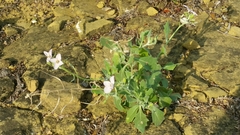 Nerisyrenia camporum