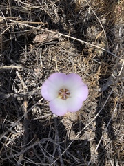 Calochortus invenustus