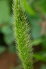 Bristly Bristle Grass - Photo (c) 曾云保, some rights reserved (CC BY-NC), uploaded by 曾云保