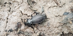 Carabus vinctus