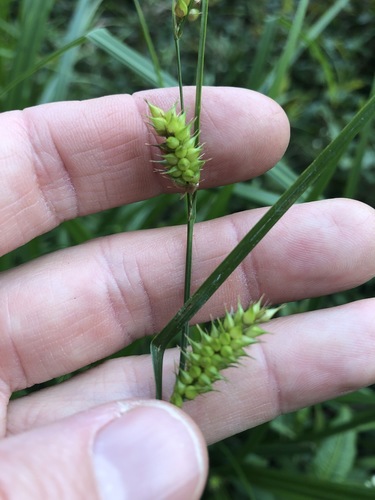 Carex maculata iNat (1)
