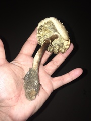 Chlorophyllum