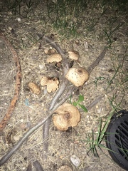 Chlorophyllum
