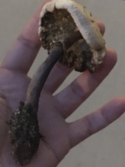 Chlorophyllum