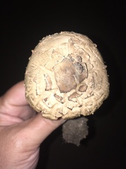 Chlorophyllum
