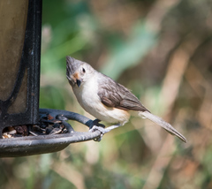 Baeolophus bicolor × atricristatus