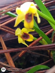 Maxillaria variabilis