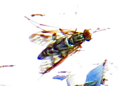 Rhagio punctipennis