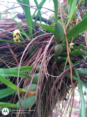 Maxillaria variabilis