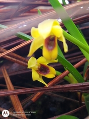 Maxillaria variabilis