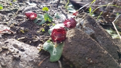 Corybas fimbriatus