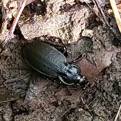 Carabus vinctus