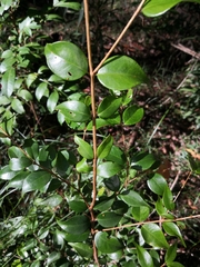 Syzygium luehmannii