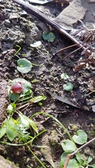 Corybas fimbriatus