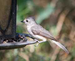 Baeolophus bicolor × atricristatus