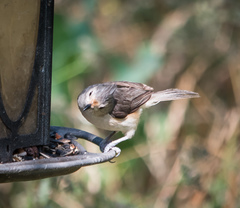 Baeolophus bicolor × atricristatus