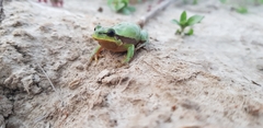 Hyla suweonensis