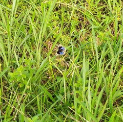 Junonia orithya wallacei