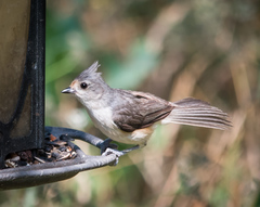 Baeolophus bicolor × atricristatus