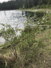 Salix pseudomonticola