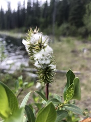 Salix pseudomonticola