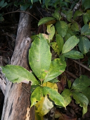 Cissus sterculiifolia