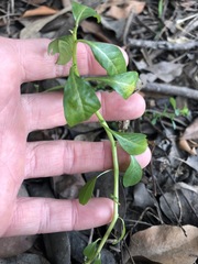 Ludwigia peploides montevidensis
