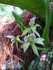 Prosthechea radiata