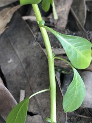 Ludwigia peploides montevidensis