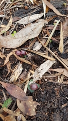 Corybas aconitiflorus
