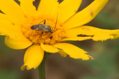 Polymerus